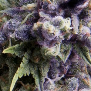 Purple Auto Feminised Seeds Purple Auto Feminised Seeds