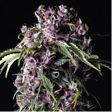 Purple Feminised Seeds Purple Feminised Seeds