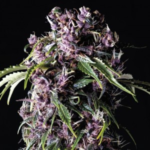 Purple Feminised Seeds Purple Feminised Seeds
