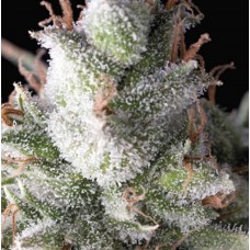 Ramses Auto Feminised Seeds Ramses Auto Feminised Seeds