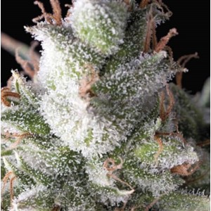 Ramses Auto Feminised Seeds Ramses Auto Feminised Seeds
