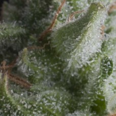 Shark Auto Feminised Seeds Shark Auto Feminised Seeds