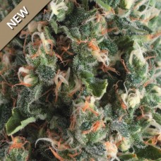 Super OG Kush Auto Feminised Seeds Super OG Kush Auto Feminised Seeds