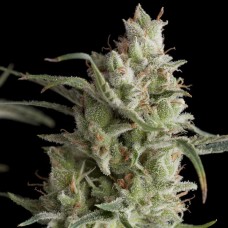 Super OG Kush Feminised Seeds Super OG Kush Feminised Seeds