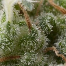 Super Hash Auto Feminised Seeds Super Hash Auto Feminised Seeds