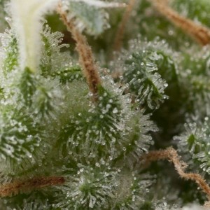 Super Hash Auto Feminised Seeds Super Hash Auto Feminised Seeds