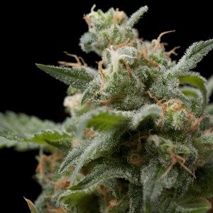 Super Hash Feminised Seeds Super Hash Feminised Seeds