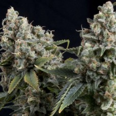 Tutankhamon Auto Feminised Seeds Tutankhamon Auto Feminised Seeds