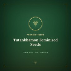 Tutankhamon Feminised Seeds Tutankhamon Feminised Seeds