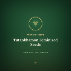 Tutankhamon Feminised Seeds Tutankhamon Feminised Seeds