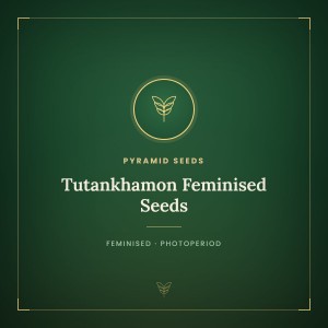 Tutankhamon Feminised Seeds Tutankhamon Feminised Seeds