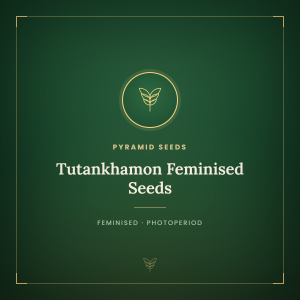 Tutankhamon Feminised Seeds Tutankhamon Feminised Seeds