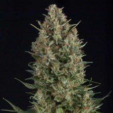 Wembley Feminised Seeds Wembley Feminised Seeds