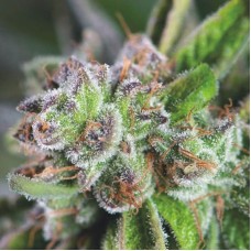 Watermelon Zkittlez Feminised Seeds Watermelon Zkittlez Feminised Seeds