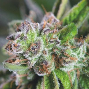 Watermelon Zkittlez Feminised Seeds Watermelon Zkittlez Feminised Seeds