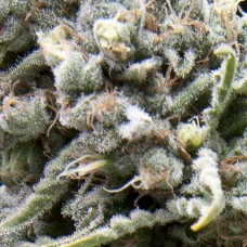 White Widow Auto Feminised Seeds White Widow Auto Feminised Seeds
