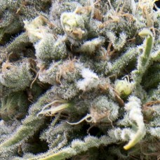 White Widow CBD Auto Feminised Seeds White Widow CBD Auto Feminised Seeds