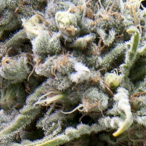 White Widow CBD Auto Feminised Seeds White Widow CBD Auto Feminised Seeds