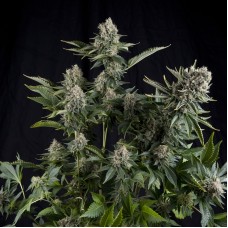 White Widow CBD Feminised Seeds White Widow CBD Feminised Seeds
