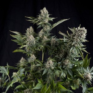 White Widow CBD Feminised Seeds White Widow CBD Feminised Seeds