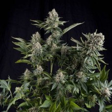 White Widow Feminised Seeds White Widow Feminised Seeds