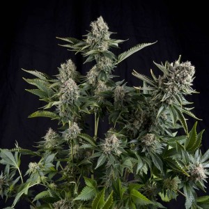 White Widow Feminised Seeds White Widow Feminised Seeds