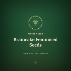 Braincake Feminised Seeds Braincake Feminised Seeds