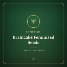 Braincake Feminised Seeds Braincake Feminised Seeds