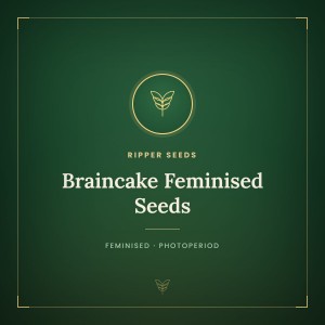 Braincake Feminised Seeds Braincake Feminised Seeds