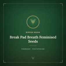 Break Pad Breath Feminised Seeds Break Pad Breath Feminised Seeds
