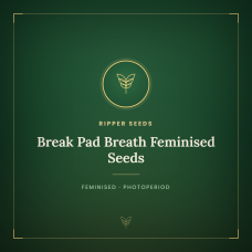 Break Pad Breath Feminised Seeds Break Pad Breath Feminised Seeds