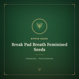 Break Pad Breath Feminised Seeds