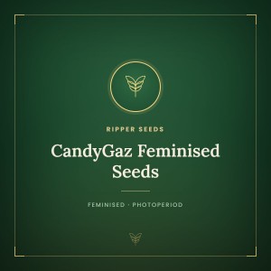 CandyGaz Feminised Seeds