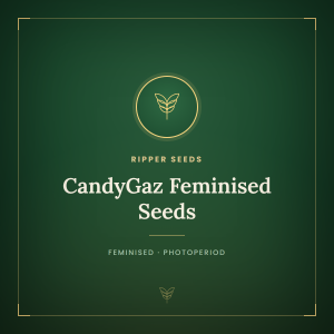 CandyGaz Feminised Seeds CandyGaz Feminised Seeds