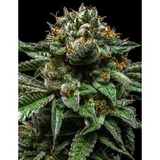 Chempie Feminised Seeds Chempie Feminised Seeds
