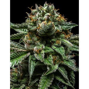 Chempie Feminised Seeds
