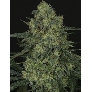 Criminal Feminised Seeds Criminal Feminised Seeds