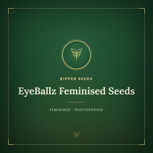 EyeBallz Feminised Seeds