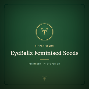 EyeBallz Feminised Seeds EyeBallz Feminised Seeds