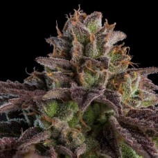 Kmintz Auto Feminised Seeds Kmintz Auto Feminised Seeds