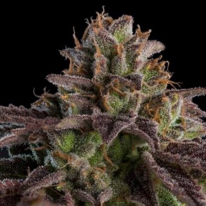 Kmintz Auto Feminised Seeds Kmintz Auto Feminised Seeds
