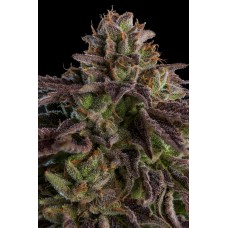 KmintZ Feminised Seeds KmintZ Feminised Seeds