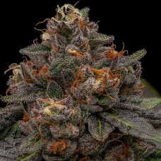 Korenji Feminised Seeds Korenji Feminised Seeds