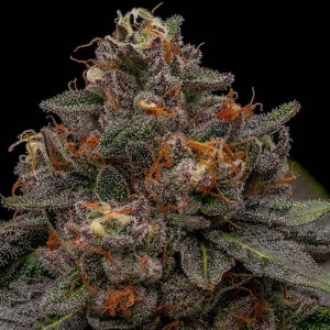 Korenji Feminised Seeds Korenji Feminised Seeds