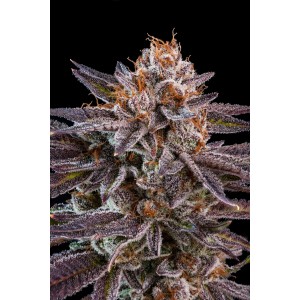 OMG Feminised Seeds OMG Feminised Seeds