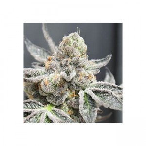Radical Juice Auto Feminised Seeds Radical Juice Auto Feminised Seeds