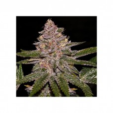 Radical Juice Feminised Seeds Radical Juice Feminised Seeds