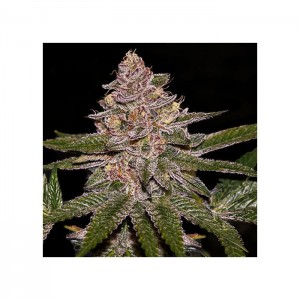 Radical Juice Feminised Seeds Radical Juice Feminised Seeds