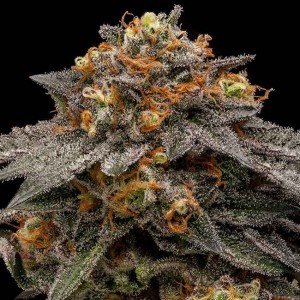 Shimo Feminised Seeds Shimo Feminised Seeds