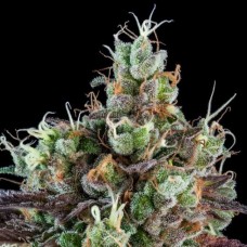 Sour Ripper Auto Feminised Seeds Sour Ripper Auto Feminised Seeds